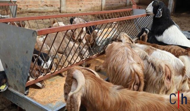 Baharın Gelişiyle Koyun Kırkım Sezonu Başladı