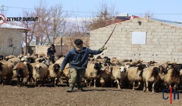 Yüksekova'da Küçükbaş Hayvanlara Şarbon Aşısı Seferberliği