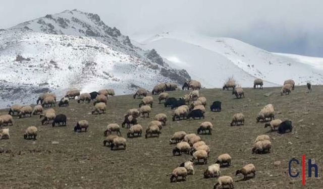 Hakkari'de küçükbaş hayvanlar meralarla buluştu