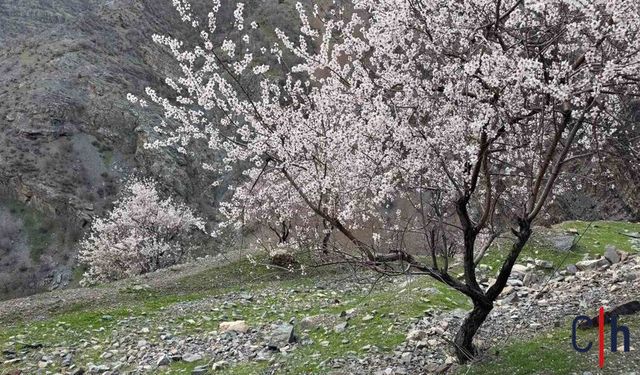 Badem Ağaçları Çiçek Açtı: Dağlar Renk Cümbüşüne Büründü