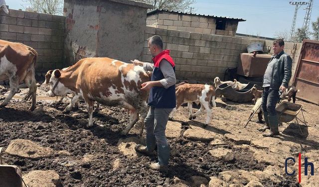 Hayvan Sağlığı İçin Küpeleme ve Aşılama Çalışmaları Sürüyor