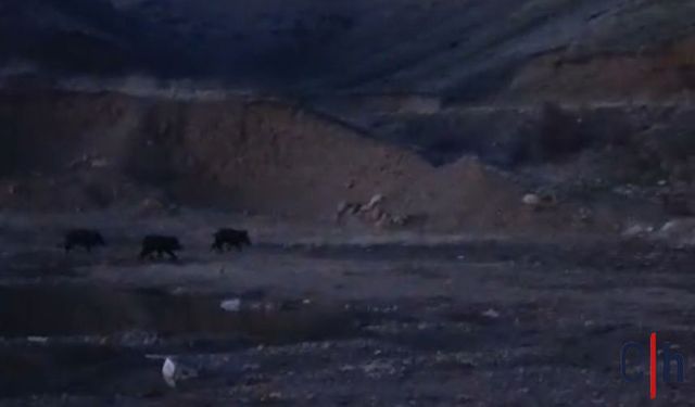 Hakkari'de Yaban Domuzu Sürüsü Kameraya Yansıdı