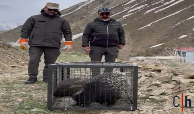 Hakkari'de yaralı bulunan kirpi doğaya kavuştu