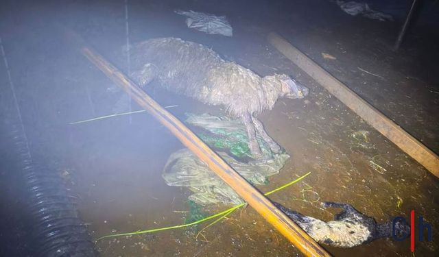 Sel ve Fırtına: Ağıl Çöktü, 6 Koyun Telef Oldu