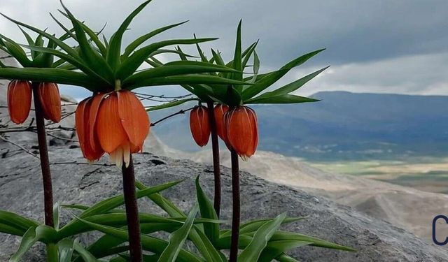 Ters Laleler Çiçek Açtı: Koparmanın Cezası 700 Bin Lira