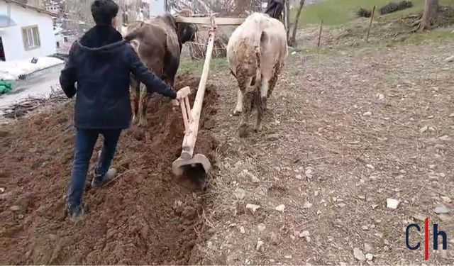 Tarım Zamana Direniyor: Traktörün Giremediği Yerde Karasaban Devrede