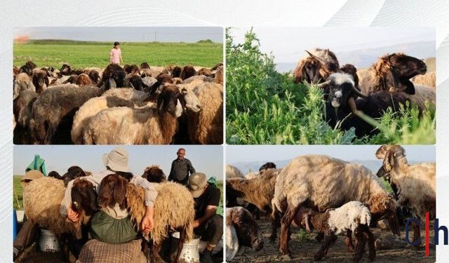 Feraşîn’e zorlu yolculuk: “Yaylalar gerçek, kentler yalan”