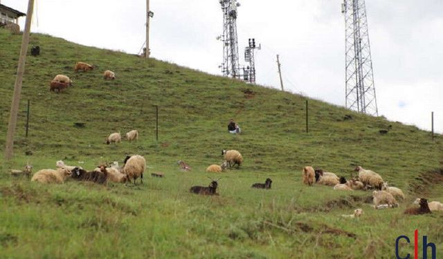 Hakkari’de Kurban Pazarı Hareketlendi: Besiciler Alıcılarını Bekliyor