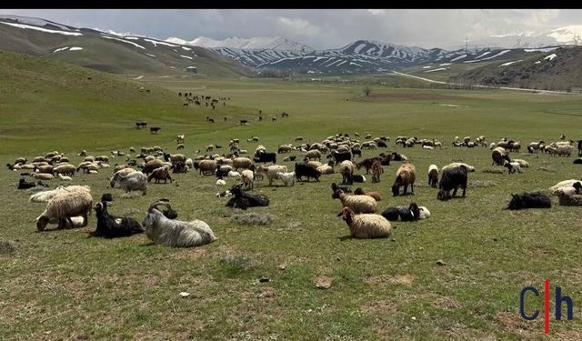 Küçükbaş Destek Projesinde Hakkari Öne Çıktı: 44 Yetiştirici Asil Listede