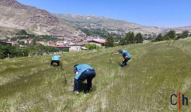 Hakkâri Denetimli Serbestlikten Fidanlara Bakım Seferberliği