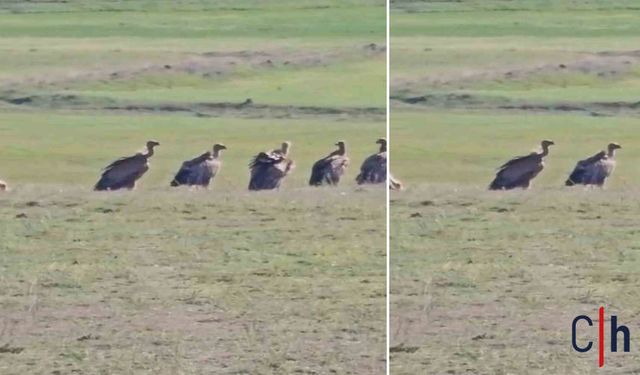 Nadir Görülen Olay: Dev Kızıl Akbaba Sürüsü Mahallede Fotoğraflandı