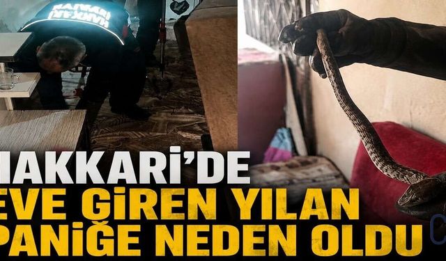 Hakkâri'de Eve Giren Yılan Aileye Korku Dolu Anlar Yaşattı