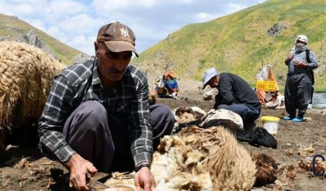 Yayla Mesaisi Başladı: Feraşinli Besiciler Koyunlarını Yaylaya Hazırlıyor