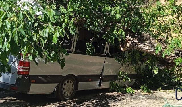 Hakkari'de Ceviz Ağacı Park Halindeki Aracın Üzerine Devrildi