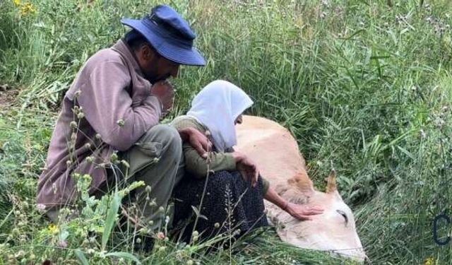 Yüksekova'da Ailenin Tek Geçim Kaynağı Uçurumdan Düştü