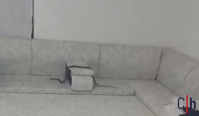 Hakkari'de Eve Giren Yılan Misafir Hazırlığındaki Aileyi Korkuttu