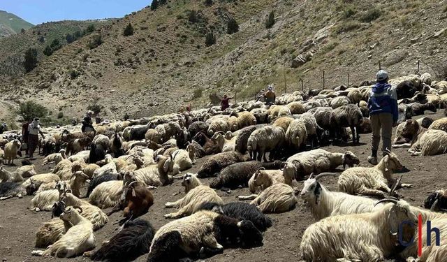 Hakkari Yaylalarında Berivanların Zorlu Süt Sağım Mesaisi Devam Ediyor