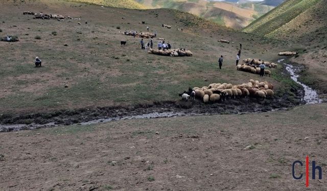 Hakkari'de Küçükbaş Hayvanlara Aşılama ve Kimliklendirme Çalışmaları Sürüyor