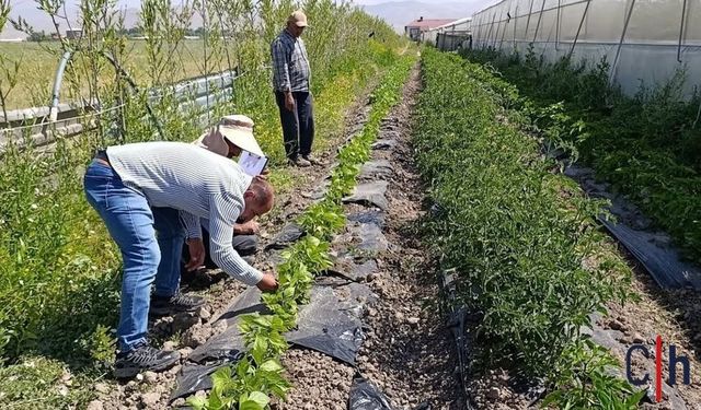 Hakkari'de sera ve bahçelerde hastalık ile zararlı denetimi