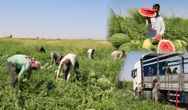 Diyarbakır karpuzunda hasat başladı, üretici artan maliyetlerden dertli