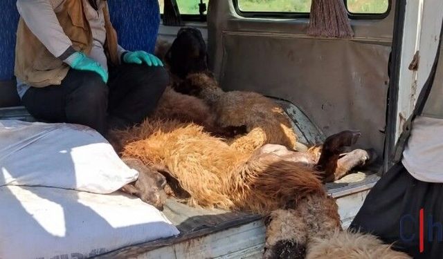 Hakkari'de Kurt Saldırısı: 20 Koyun Telef Oldu