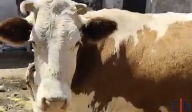 Hayırsever Desteğiyle Yüksekovalı Aileye Yeni İnek ve Buzağı