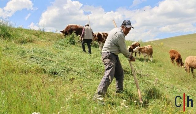 Yaylalarda ot mesaisi başladı: Üretici artan maliyetlerden yakınıyor
