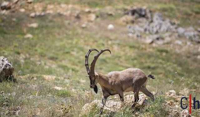 Yaban Keçisini Vuran Kişiye 1,2 Milyon Liralık Ceza