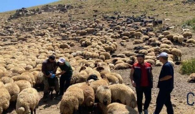 Yaylalarda hayvan sağlığı kontrolü!