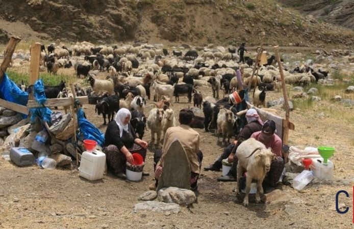 Zorlu Yayla Yaşamı: Ekonomik Kriz ve Göç