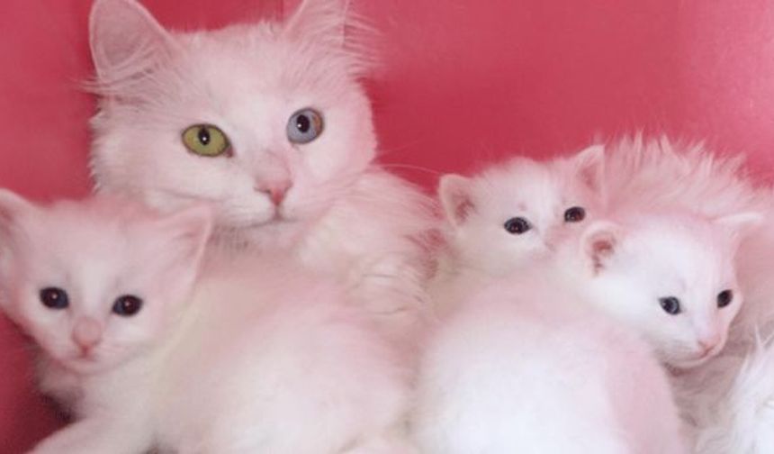 24 Van kedisi, 70'e yakın yavru doğurdu