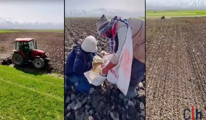 Hakkari Valisi Ali Çelik: "Cilo Dağları'nda Buğday Ekimi Başladı"