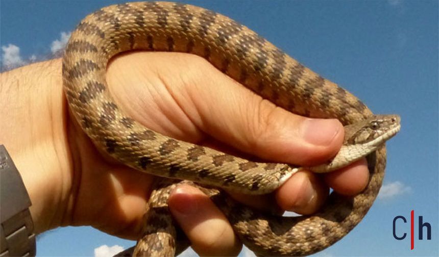 Hakkâri’de Yaylada Yılan Isırdı: 60 Yaşındaki Vatandaş Hastaneye Kaldırıldı