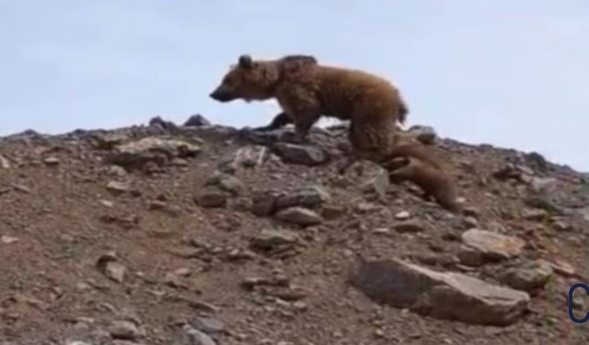 Hakkari'de kış uykusundan uyanan ayı yavruları ile birlikte görüntülendi