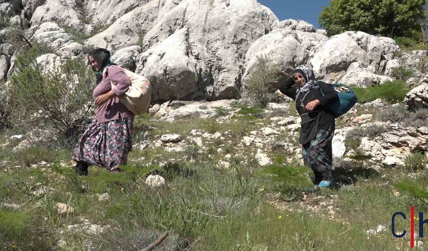 Hakkarililer Dikkat! Burada Pancar Toplamak Yasaklandı