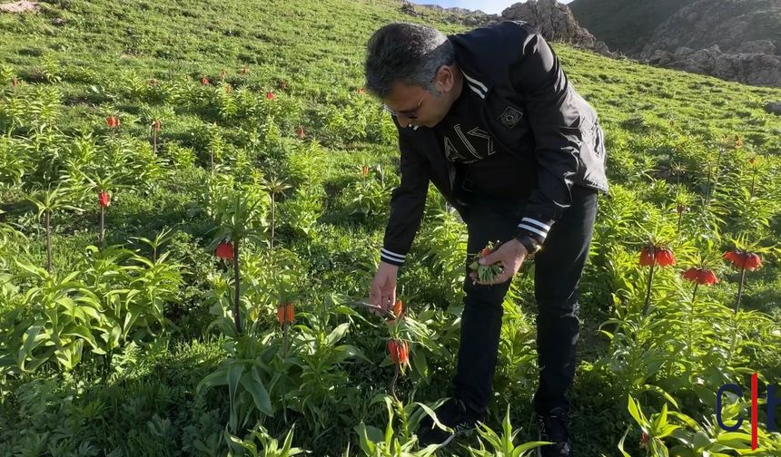 Hakkâri’de Doğa Katliamı: Ters Laleler Saldırıya Uğradı