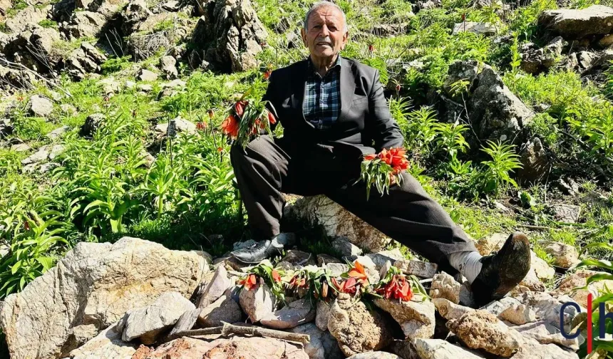 Hakkari’nin Sembolü Ters Lalelere Zarar Verildi