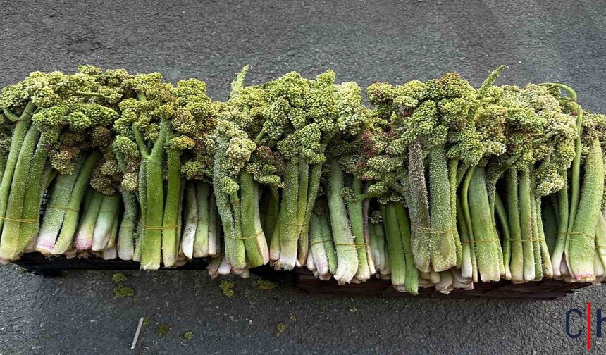 Hakkâri’de Yayla Muzu Tezgâhlarda: Fiyatı Yüksek, İlgisi Yoğun