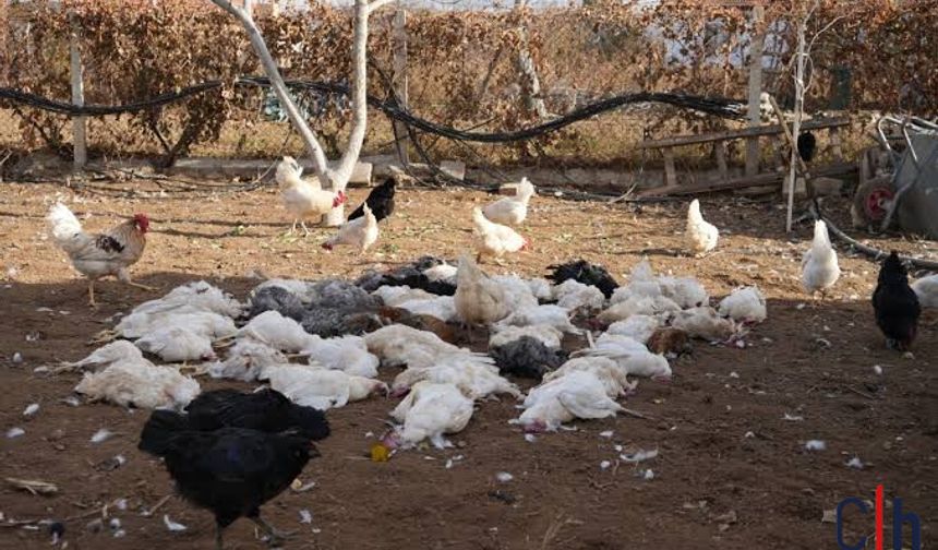 Hakkari’de Başıboş Köpekler Kümese Saldırdı: 30 Tavuk Telef Oldu
