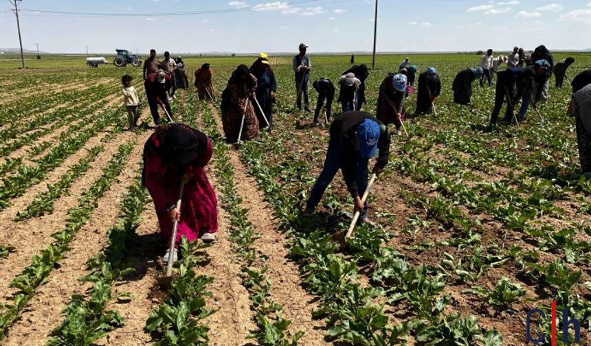 Güneşin Altında Çalışıyoruz, Kazancımız Yetmiyor