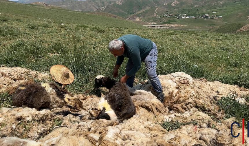 Hakkari’de koyun kırkma mesaisi başladı