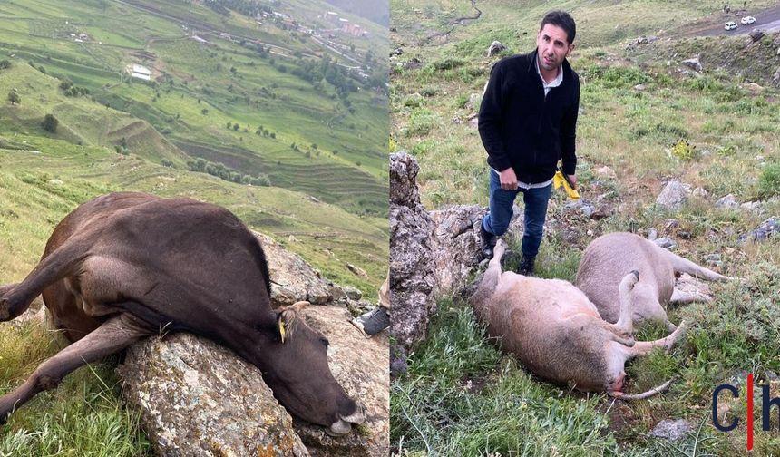 Hakkari'de Yıldırım Düşmesi Sonucu 3 İnek Telef Oldu
