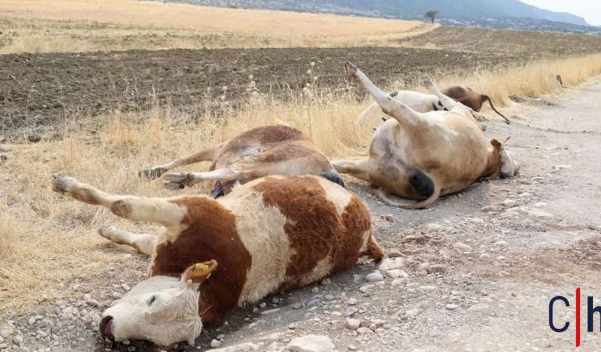 Elektrik Direklerinden Gelen Felaket: 6 İnek Akıma Kapıldı
