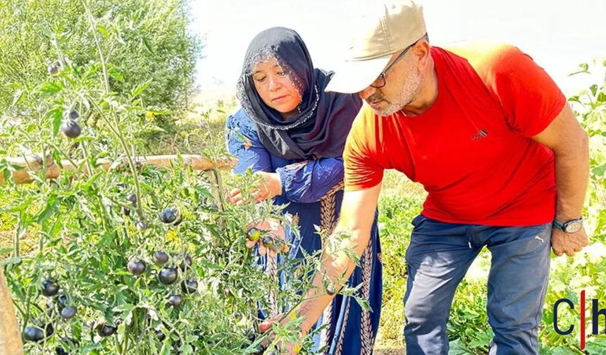 Hakkari'de Kadın Girişimciden Siyah Domates Üretimi