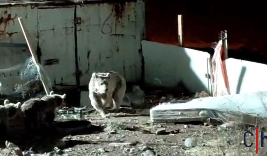 Hakkari’de Ayı ve Yavruları Şantiyeye İndi