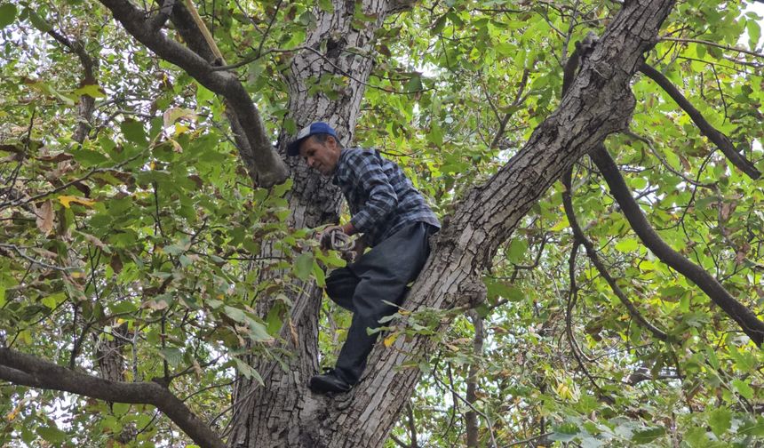 Güzereş’te Sonbahar: Ceviz Ağaçlarıyla Yüzleşen Bir Mevsim