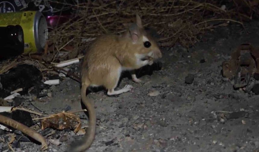 Nesli Tükenme Tehlikesi Altında Olan Arap Tavşanı Görüntülendi