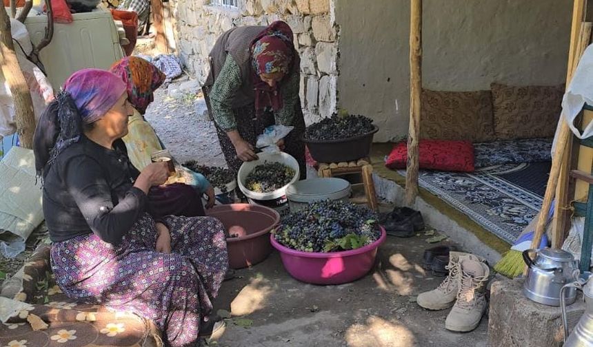 Hakkari’nin Güzereş Köyünde Kadınlardan Üzüm Hasadı