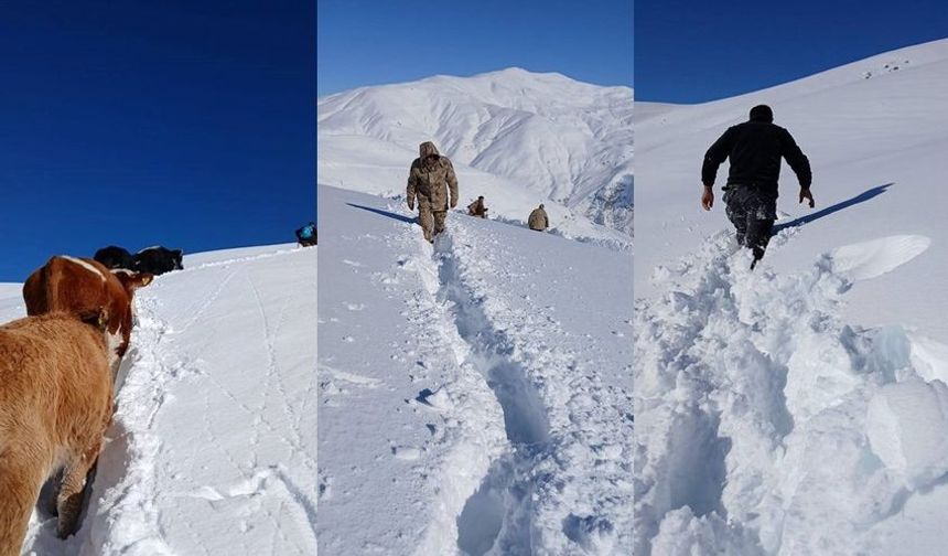 Hakkari’de 19 Büyükbaş Hayvan İki Günlük Çalışmayla Kurtarıldı