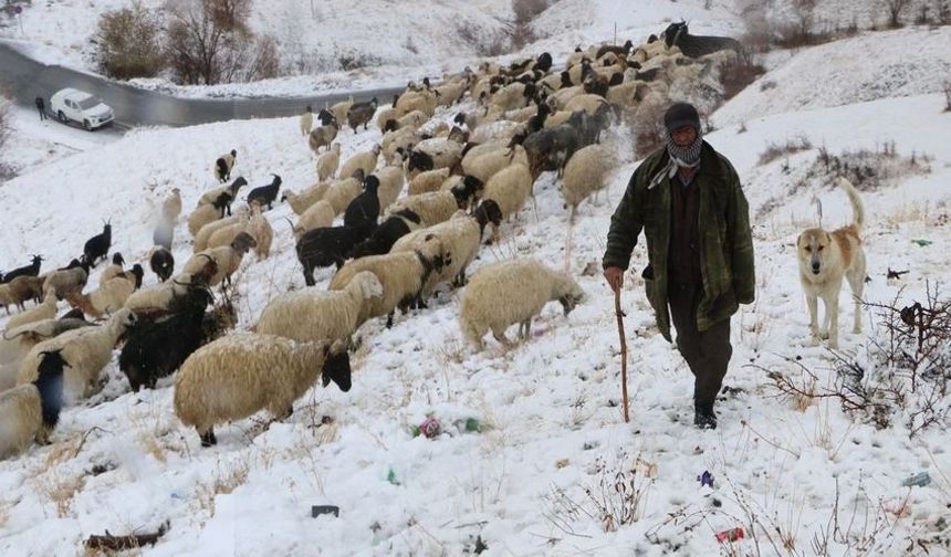 Hakkari’de 150 Bin Küçükbaş Hayvan Desteği Başlıyor